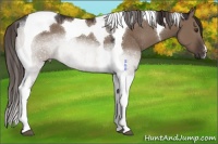Horse Color:Liver Red Dun Tobiano Rabicano 