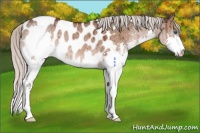 Horse Color:Silver Brown Dun Sabino Splash Appaloosa Brindle 