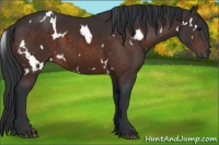 Horse Color:White Spotted Brown 