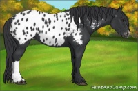 Horse Color:Black Appaloosa 