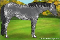 Horse Color:Black Ice 