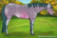 Horse Color:Watercolor Bay Ice 