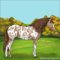 Horse Color:White Spotted Red Dun Sabino Appaloosa 