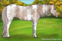 Horse Color:Silver Bay Ice Dun Tobiano 