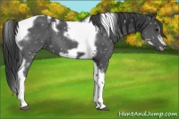 Horse Color:Black Tobiano Frame 