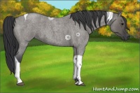 Horse Color:Grullo Roan Tobiano 