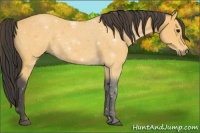 Horse Color:Buckskin 