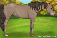Horse Color:Classic Champagne 