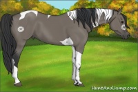 Horse Color:Grullo Tobiano 