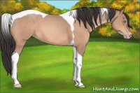 Horse Color:Sable Champagne Tobiano 