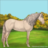 Horse Color:Gold Champagne Dun 