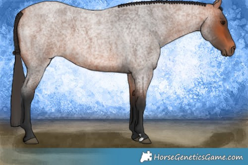 Horse Color:Bay Roan 