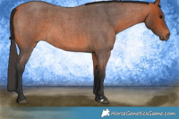 Horse Color:Bay Roan 