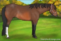 Horse Color:Bay Rabicano 