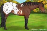 Horse Color:Bay Appaloosa