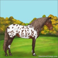 Horse Color:Liver Chestnut Appaloosa 