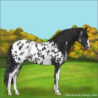 Horse Color:White Spotted Black Appaloosa