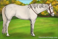Horse Color:Perlino Roan 
