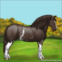 Horse Color:White Spotted Liver Chestnut
