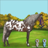 Horse Color:Silver Black Appaloosa 