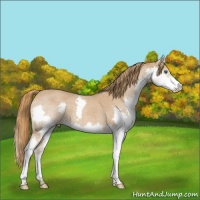 Horse Color:Red Roan Splash 