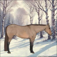 Horse Color:Bay Dun Appaloosa Brindle 