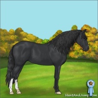 Horse Color:Black 
