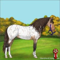 Horse Color:Bay Dun Appaloosa 