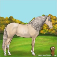 Horse Color:Palomino Pearl