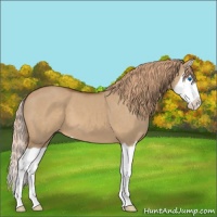 Horse Color:Red Dun Splash 