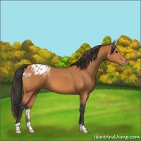 Horse Color:Bay Appaloosa