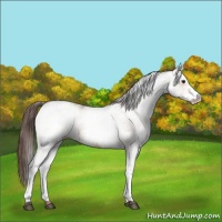 Horse Color:White Spotted Bay Dun Appaloosa 
