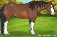 Horse Color:Bay Splash 