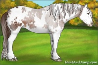 Horse Color:White Spotted Liver Chestnut Splash Appaloosa Rabicano