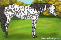 Horse Color:Grullo Appaloosa 