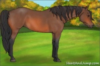 Horse Color:Bay Roan