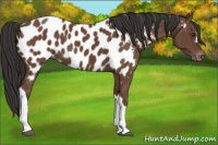 Horse Color:Bay Near Leopard 