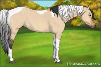 Horse Color:Bay Dun Tobiano 