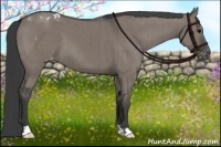 Horse Color:Grullo Appaloosa Brindle 