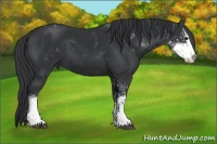 Horse Color:Black Sabino