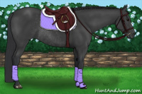 Horse Color:Black Rabicano