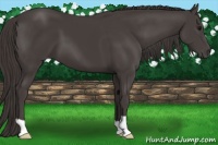 Horse Color:Smoky Black