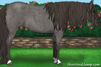Horse Color:Smoky Blue Roan 