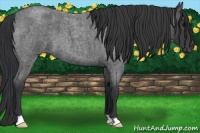 Horse Color:Blue Roan 