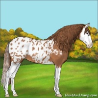Horse Color:Chestnut Sabino Splash Appaloosa 
