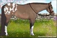 Horse Color:Brown Dun Appaloosa Brindle 