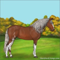 Horse Color:White Spotted Silver Bay 