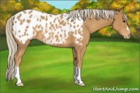Horse Color:Palomino Appaloosa