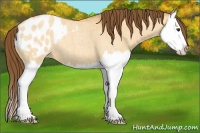Horse Color:Buckskin Roan Dun Splash Appaloosa 