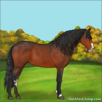 Horse Color:Bay Frame 